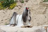 SHIH TZU 008